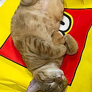 Fireball joined the competition — help win amazing prizes! cat, orange_tabby, sleeping, curled_up, paws, fur, pet, animal, resting, indoor, mat, yellow, red, cozy, cute, adorable, whiskers, relaxed, nap, feline