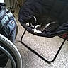 Jelly Bean is registered to the contest to win money with this photo: