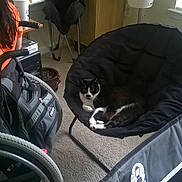 Jelly Bean is registered to the contest to win money with this photo: