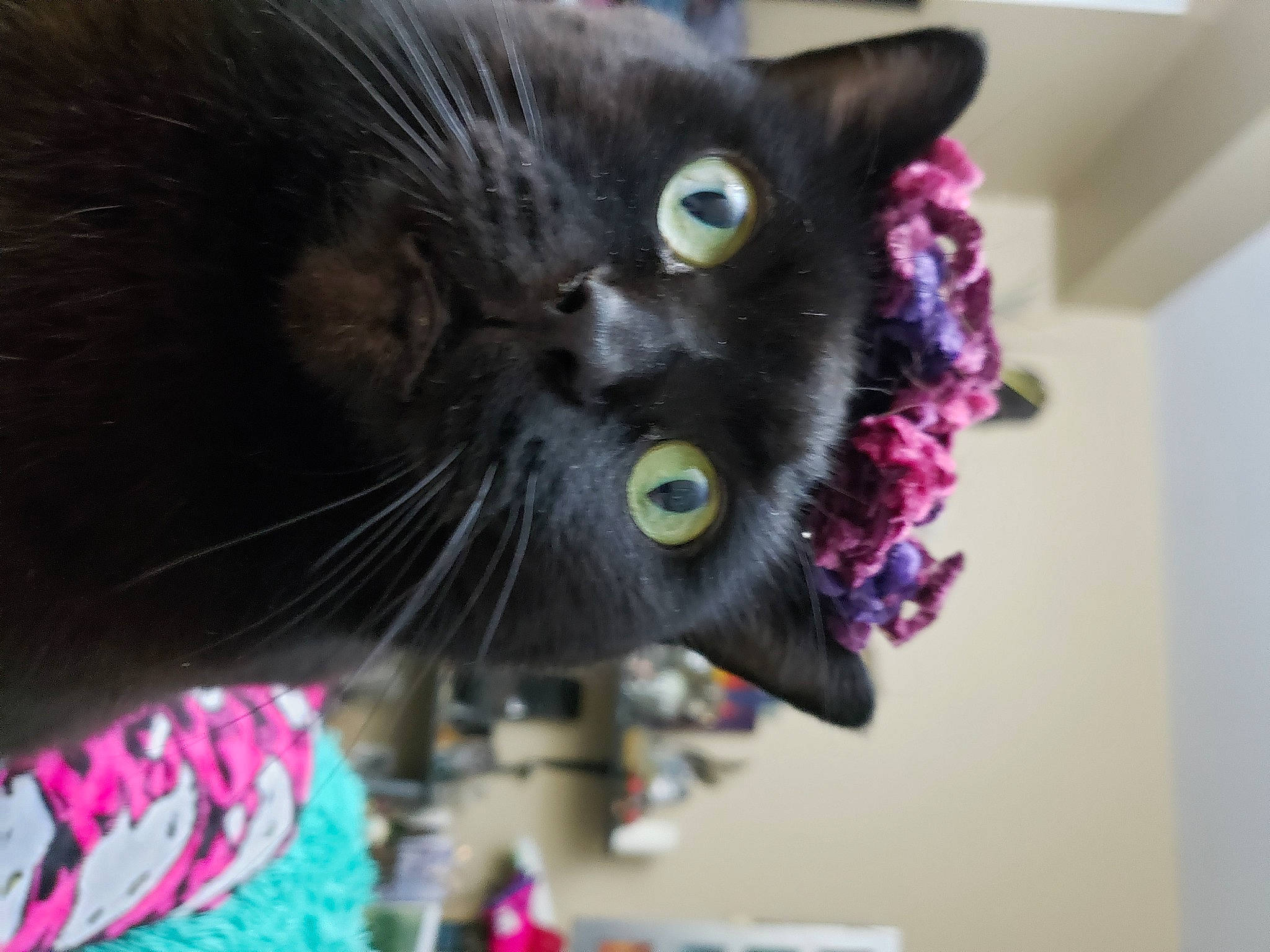Penelope