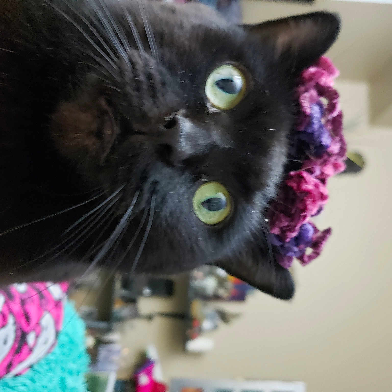 Penelope