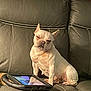 Yockie is registered to the contest to win money with this photo: french_bulldog, dog, pet, indoor, couch, leather, tablet, technology, animal, sitting, light, warm_light, cute, face, ears, expression, home, relaxed, domestic, one_animal