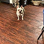 Yockie is registered to the contest to win money with this photo: french_bulldog, dog, pet, wooden_floor, indoor, elephant_statue, glass_table, toy_ramp, basket, cabinet, plant, decor, room, flooring, furniture, curious, alert, standing, animal, home