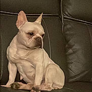 Yockie joined the competition — help win amazing prizes! dog, french_bulldog, pet, sitting, leather_couch, indoor, animal, canine, companion, cute, small_dog, domestic_animal, fur, ears, paws, resting, looking_away, calm, household, portrait