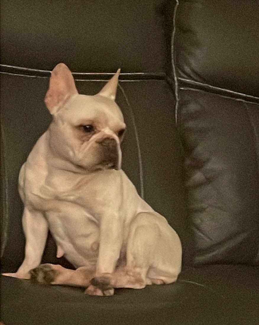 Yockie joined the competition — help win amazing prizes! dog, french_bulldog, pet, sitting, leather_couch, indoor, animal, canine, companion, cute, small_dog, domestic_animal, fur, ears, paws, resting, looking_away, calm, household, portrait