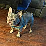 Major joined the competition — help win amazing prizes! dog, french_bulldog, pet, indoor, wooden_floor, blue_harness, animal, canine, alert, standing, fur, ears, snout, domestic_animal, companion, living_room, chair, couch, floor, house