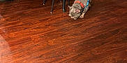 Major is registered to the contest to win money with this photo: dog, wood_floor, table, water_bottle, chair, motorcycle_toy, living_room, plastic_bag, packaging, couch, harness, flooring, red_tray, blue_chair, indoor, pet, plastic_container, black_furniture, decor, sniffing
