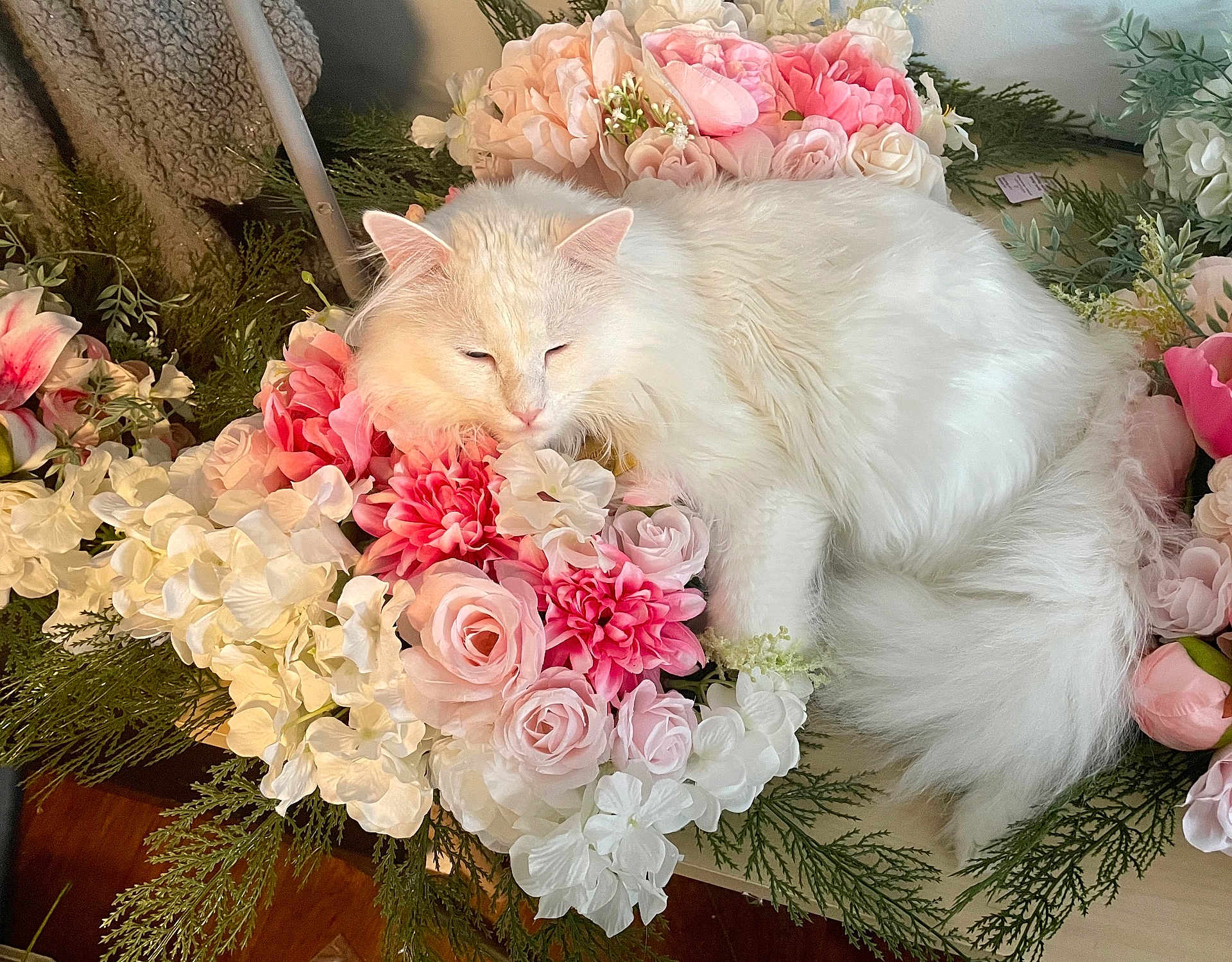 Captain joined the competition — help win amazing prizes! cat, white_cat, fluffy_cat, flowers, pink_flowers, roses, hydrangea, bouquet, floral_arrangement, pet, sleeping_cat, indoor, close_up, fur, pastel_colors, green_foliage, cozy, relaxing, table, decor