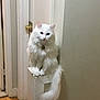 Captain is registered to the contest to win money with this photo: cat, white_cat, longhair_cat, pet, feline, indoor, doorway, wall, hardwood_floor, tail, fur, sitting, portrait, collar, tag, paw, home_interior, ledge, household, curiosity