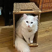 Captain is registered to the contest to win money with this photo: cat, white_cat, long_hair, blue_eyes, pet, indoor, basket, wicker, wooden_floor, tail, collar, feline, sitting, portrait, cozy, box, whiskers, paws, furniture, home_interior