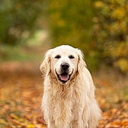Nougat a rejoint le concours — aidez-le/la à gagner de superbes lots ! dog, golden_retriever, autumn, leaves, outdoor, nature, pet, animal, canine, happy, fur, walking_path, fall_colors, smiling, mammal, forest, seasonal, portrait, friendly, cute