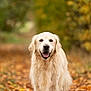 dog, golden_retriever, autumn, leaves, outdoor, nature, pet, animal, canine, happy, fur, walking_path, fall_colors, smiling, mammal, forest, seasonal, portrait, friendly, cute