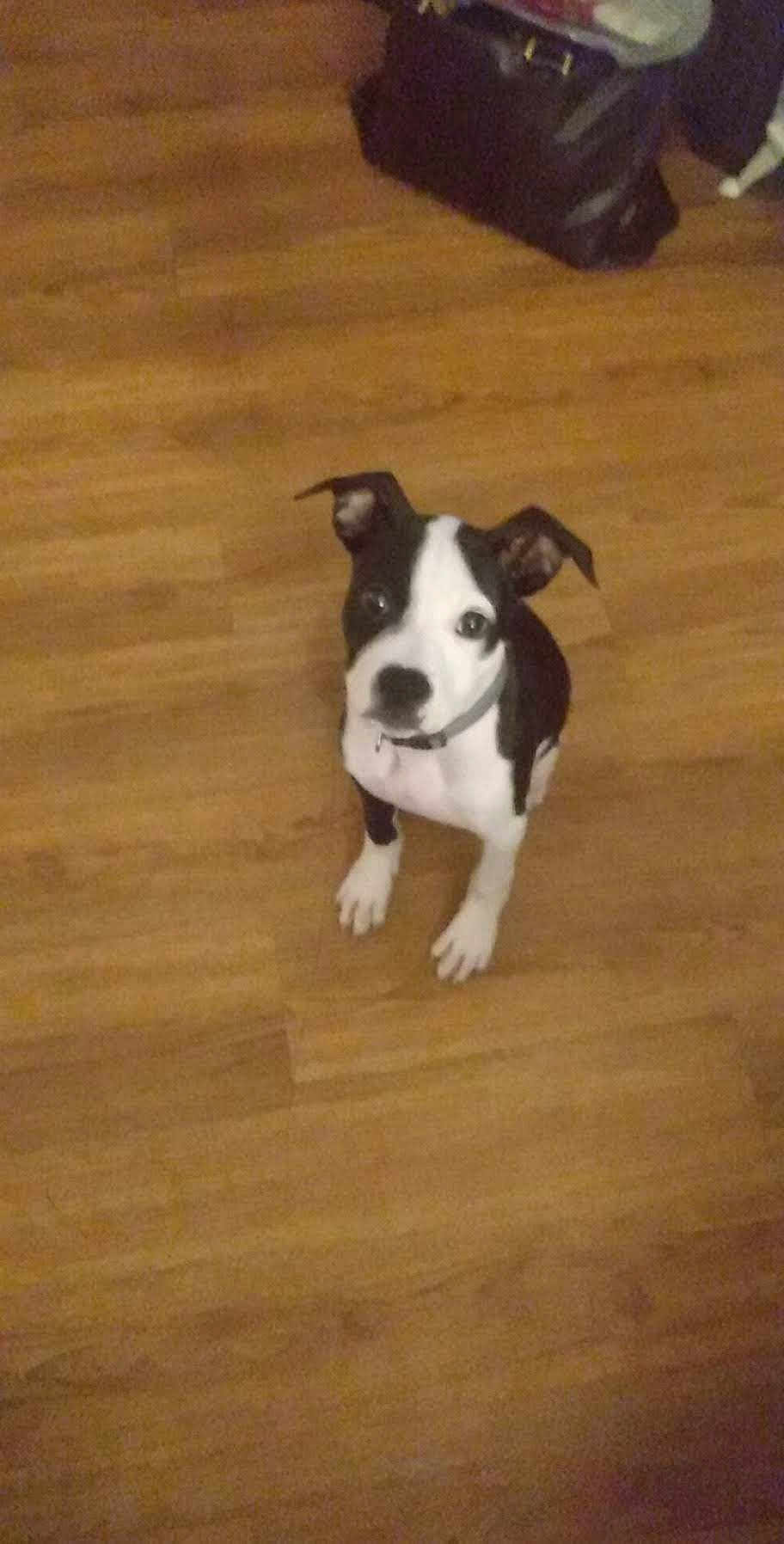 Makyihla Renee joined the competition — help win amazing prizes! accessories, animal, bag, bostonbull, boxer, bulldog, canine, dog, frenchbulldog, handbag, hardwood, hound, husky, indoors, interiordesign, pet, pitbull, puppy, stainedwood, wood