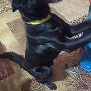 Italia Quiroga joined the competition — help win amazing prizes! black_dog, blurry, carpet, collar, dog, excited, floor, furniture, human_leg, indoor, jumping, living_room, motion_blur, paw, pet, pet_owner, playful, rug, shoe, tongue