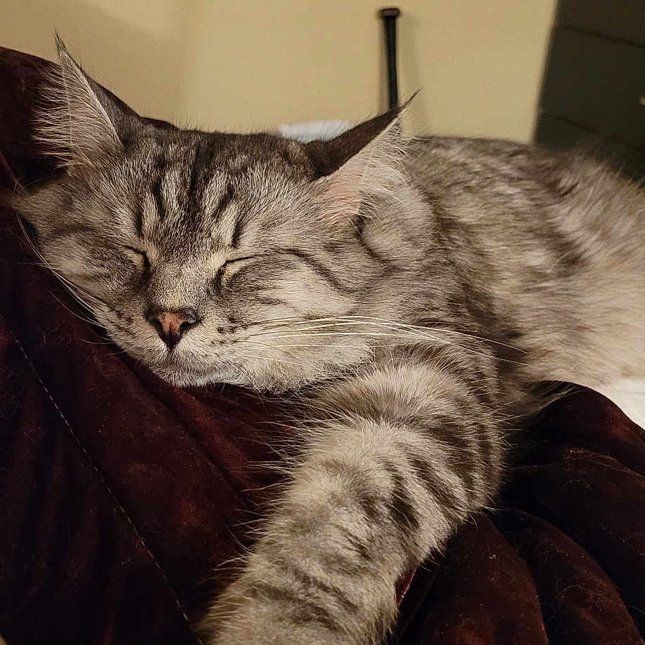 Zeus is registered to the contest to win money with this photo: animal, blanket, cat, closeup, cozy, cute, feline, fur, home, indoor, mammal, napping, paw, pet, relaxed, resting, sleeping, soft, tabby, whiskers