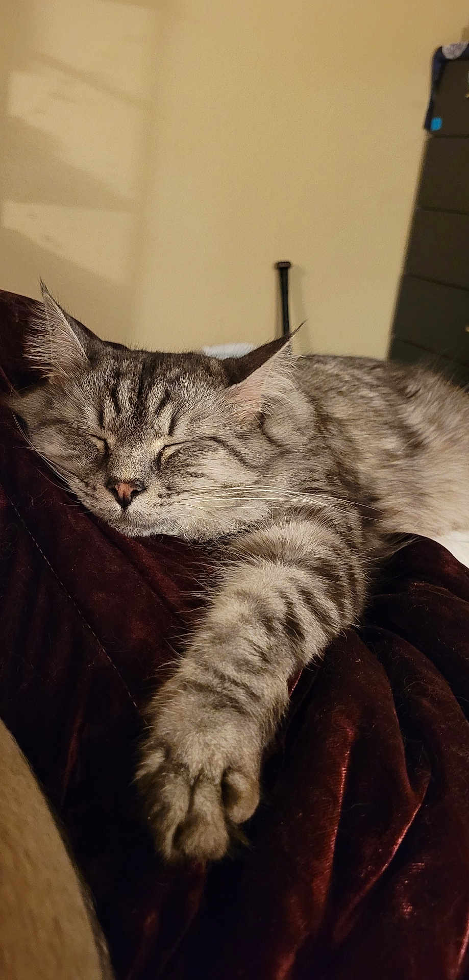 Zeus is registered to the contest to win money with this photo: cat, tabby, sleeping, paw, fur, indoor, resting, blanket, cozy, pet, feline, relaxed, closeup, animal, whiskers, cute, soft, mammal, home, napping