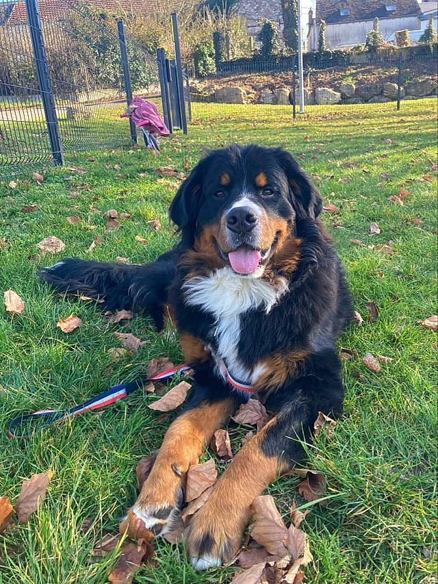 T-max participe au concours pour gagner de l'argent avec cette photo : bernese_mountain_dog, canidae, carnivore, collar, companion_dog, dog, dog_breed, grass, hunting_dog, plant, snout, sporting_group, tail, tree, working_animal, working_dog