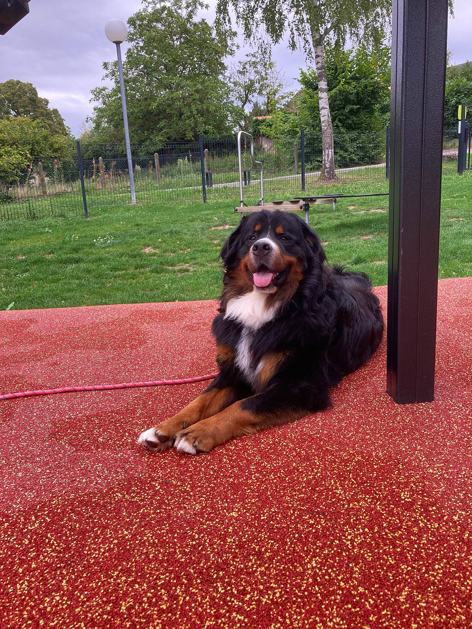 T-max participe au concours pour gagner de l'argent avec cette photo : asphalt, canidae, carnivore, companion_dog, dog, dog_breed, flooring, grass, king_charles_spaniel, landscape, leisure, plant, recreation, road_surface, sky, soil, sporting_group, tail, tints_and_shades, tree