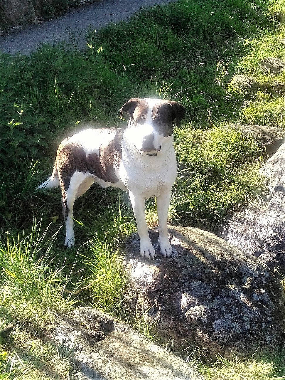 Kyser participe au concours pour gagner de l'argent avec cette photo : canidae, carnivore, chilean_fox_terrier, companion_dog, dog, dog_breed, fawn, grass, groundcover, herb, plant, snout, soil, sporting_group, tail, terrestrial_animal, terrier, working_animal, working_dog, working_terrier