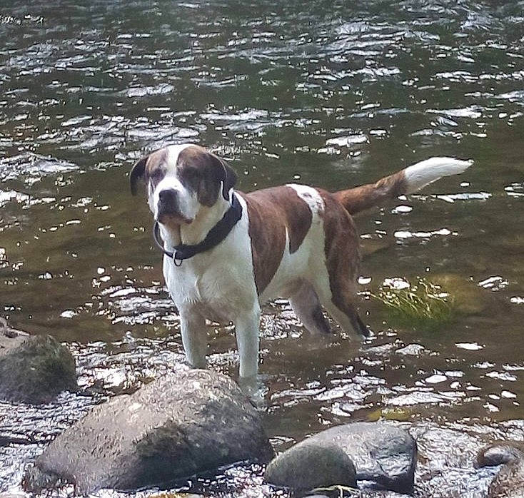 Kyser participe au concours pour gagner de l'argent avec cette photo : canidae, carnivore, collar, companion_dog, dog, dog_breed, dog_collar, fawn, gun_dog, hunting_dog, lake, liver, non_sporting_group, pet_supply, snout, sporting_group, tail, water, working_animal, working_dog