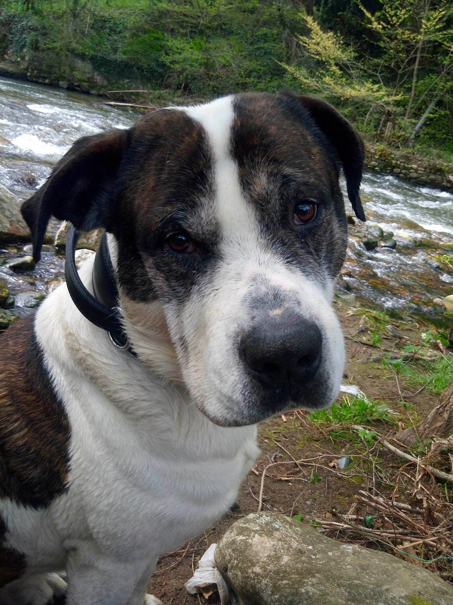 Kyser a rejoint le concours — aidez-le/la à gagner de superbes lots ! adventure, canidae, carnivore, collar, companion_dog, dog, dog_breed, dog_collar, grass, hunting_dog, plant, snout, sporting_group, tree, whiskers, working_animal, working_dog