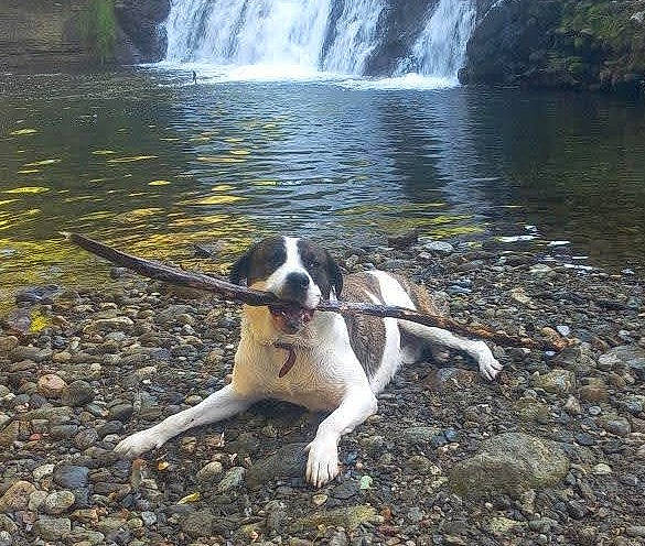 Kyser a rejoint le concours — aidez-le/la à gagner de superbes lots ! carnivore, collar, companion_dog, dog, dog_breed, dog_collar, fawn, fluvial_landforms_of_streams, leash, natural_landscape, nature, plant, rock, soil, spring, stream, tail, water, waterfall, working_animal