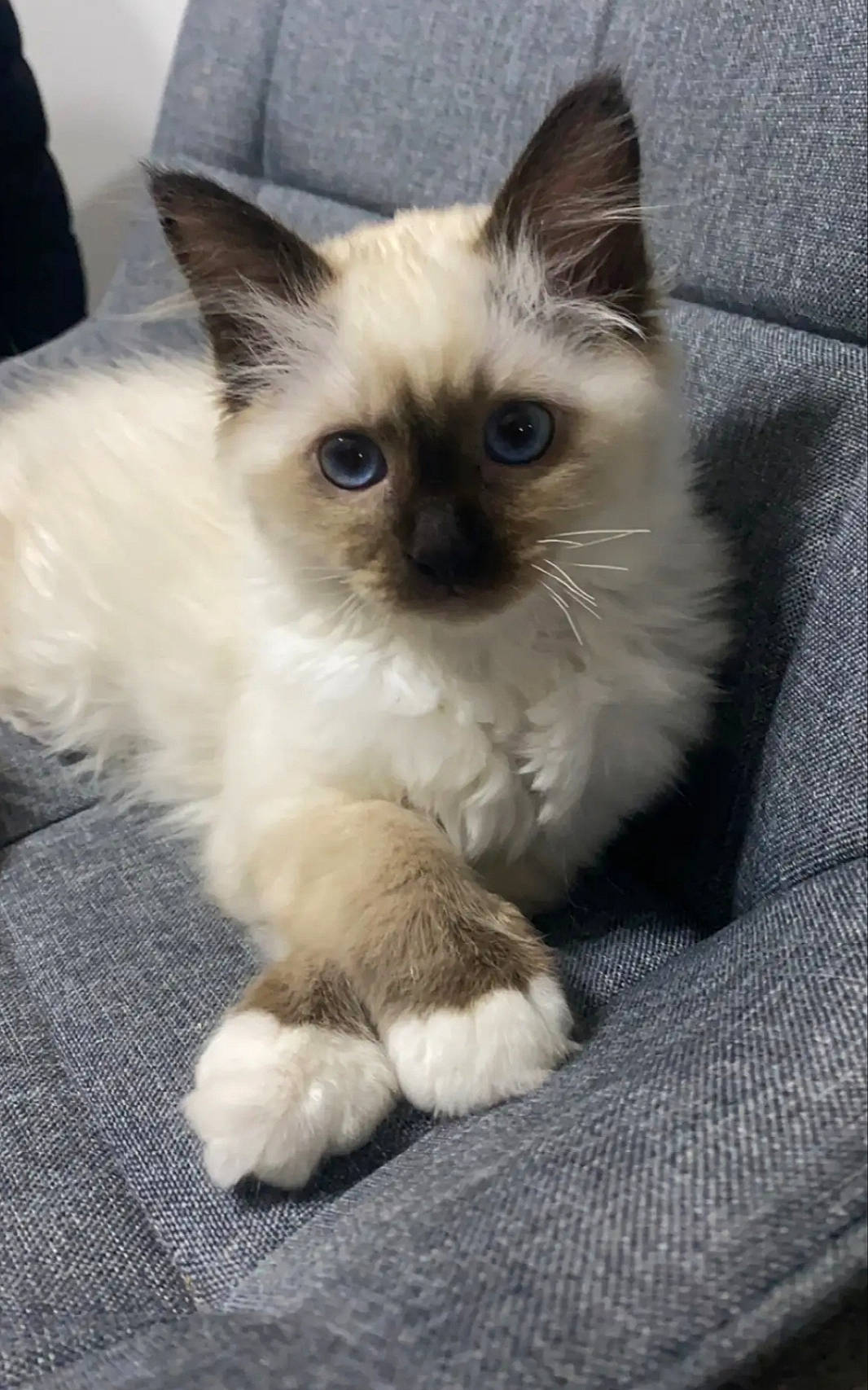 Saphire a rejoint le concours — aidez-le/la à gagner de superbes lots ! birman, carnivore, cat, eye, fawn, felidae, fur, iris, ragdoll, siamese, small_to_medium_sized_cats, snout, terrestrial_animal, thai, whiskers