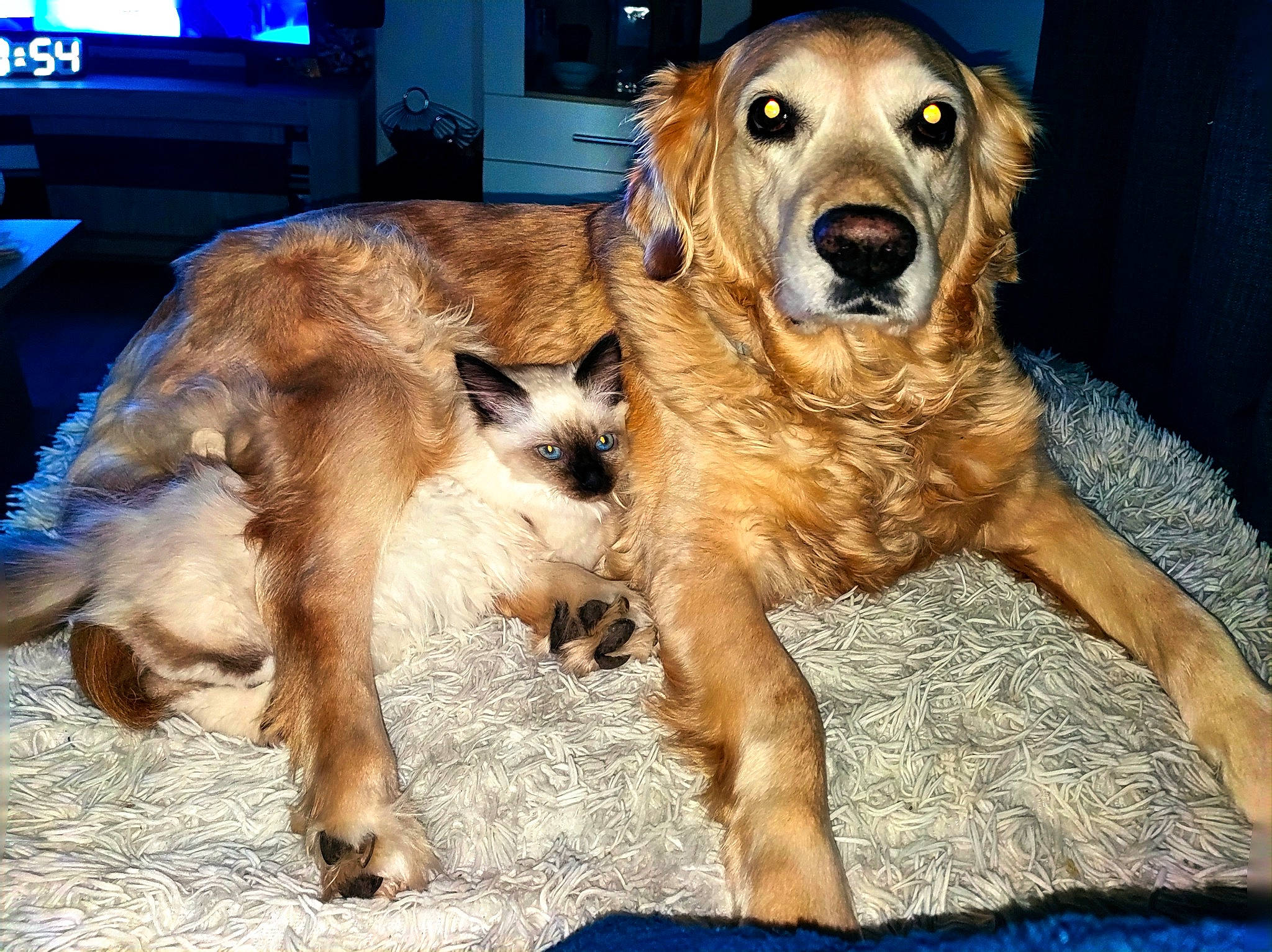 Ina participe au concours pour gagner de l'argent avec cette photo : analog_television, blue, cable_television, canidae, carnivore, companion_dog, dog, dog_breed, fawn, fur, guard_dog, home_appliance, old_german_shepherd_dog, paw, snout, sporting_group, tail, television, working_animal, working_dog