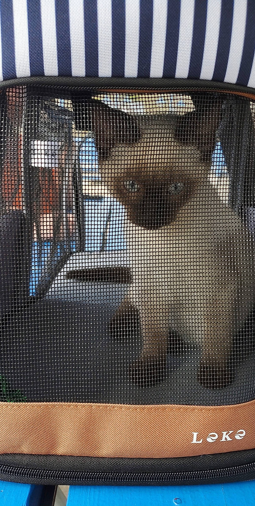 Absalom is registered to the contest to win money with this photo: animal_shelter, art, cage, chain_link_fencing, font, glass, grille, mesh, metal, net, pattern, pet_supply, rectangle, textile, tints_and_shades, tree, visual_arts, window, window_treatment, wood