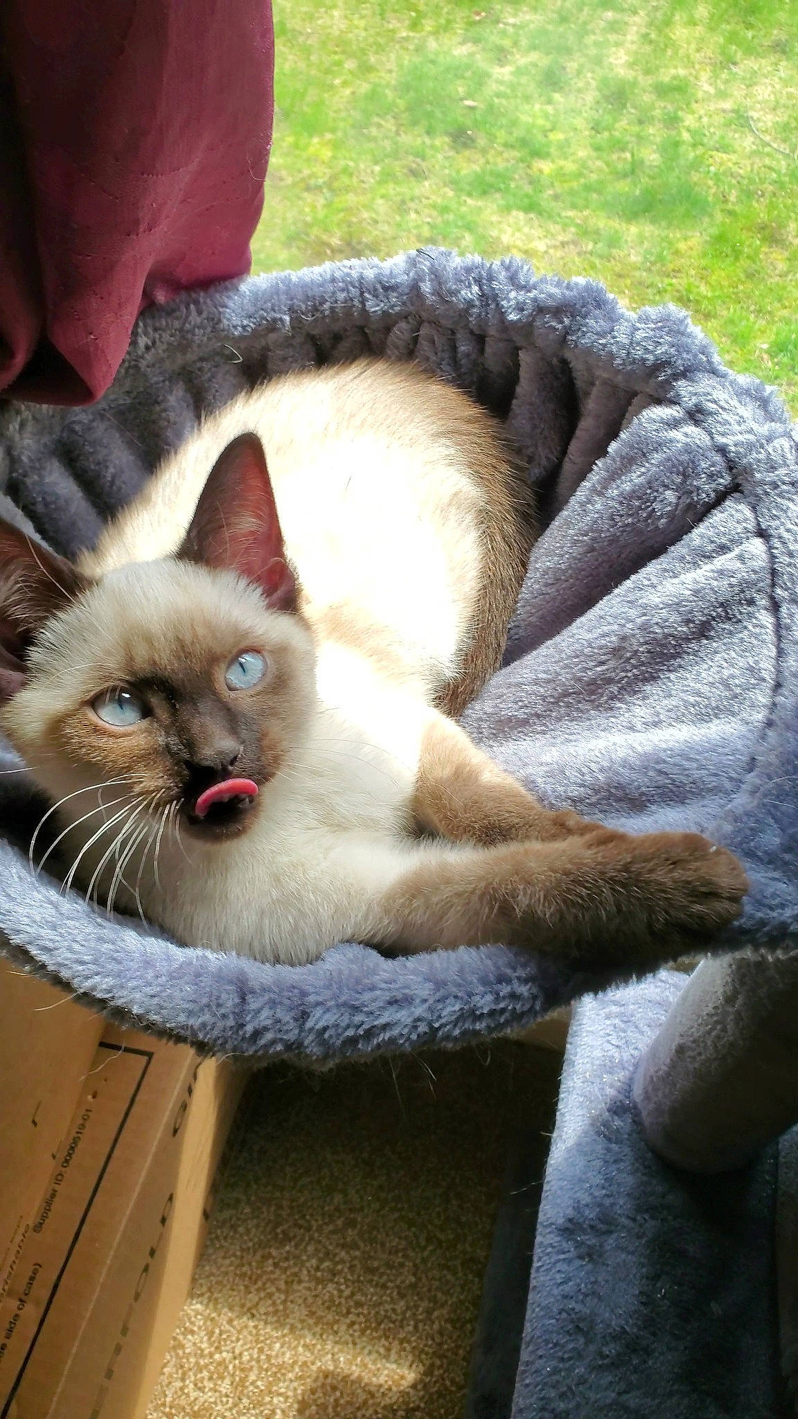 Absalom joined the competition — help win amazing prizes! balinese, birman, carnivore, cat, claw, comfort, domestic_short_haired_cat, fawn, felidae, fur, grass, plant, siamese, small_to_medium_sized_cats, snout, tail, thai, vertebrate, whiskers