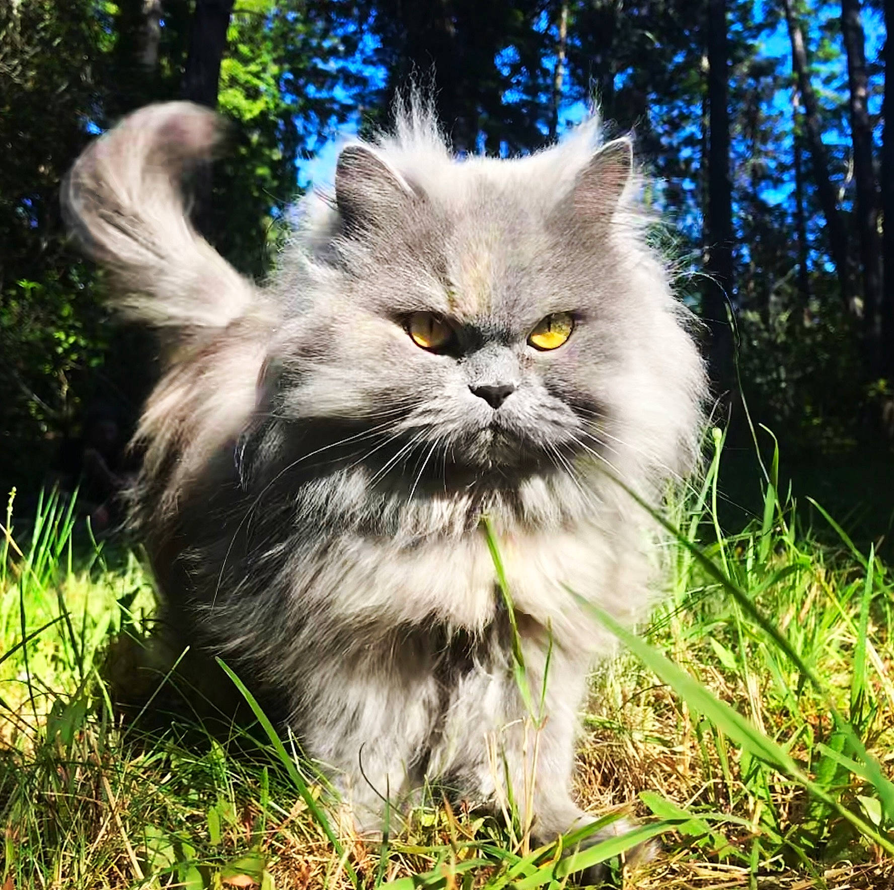 Koshka is registered to the contest to win money with this photo: asian_semi_longhair, british_longhair, british_semi_longhair, carnivore, cat, domestic_long_haired_cat, eye, felidae, fur, grass, kitten, mammal, norwegian_forest_cat, persian, plant, ragamuffin, siberian, sky, small_to_medium_sized_cats, whiskers