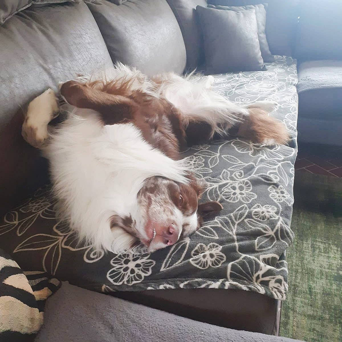 Scheeck participe au concours pour gagner de l'argent avec cette photo : cat, comfort, companion_dog, couch, dog_breed, fawn, felidae, flooring, fur, furniture, linens, living_room, paw, room, small_to_medium_sized_cats, tail, textile, tints_and_shades, whiskers, wood