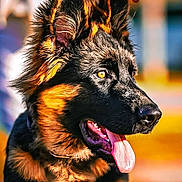 Jasper is registered to the contest to win money with this photo: dog, german_shepherd, puppy, close_up, tongue_out, leash, fur, ears, pet, animal, outdoor, sunlight, bokeh, portrait, happy, canine, young, domestic_animal, muzzle, fur_texture