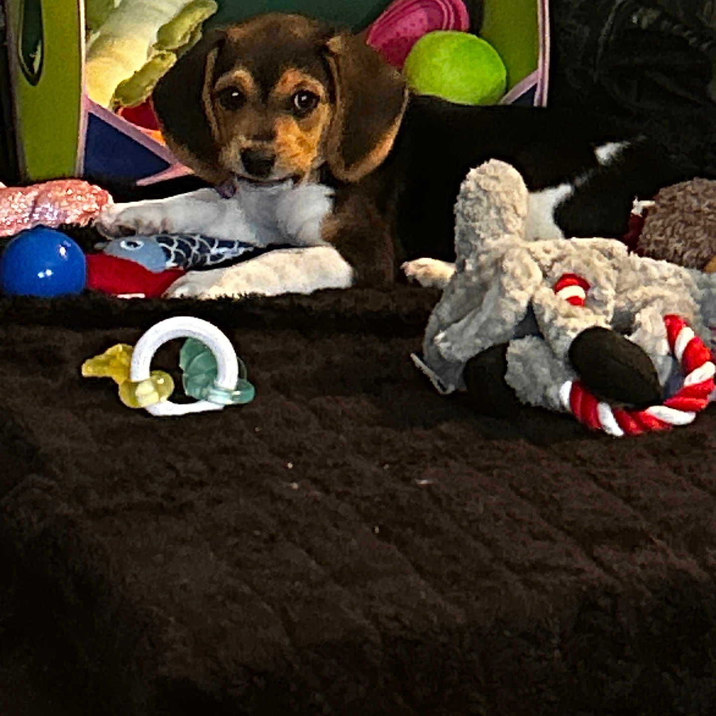 Bailey May