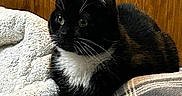 Mama Kitty is registered to the contest to win money with this photo: alert, animal, black_and_white, blanket, cat, companion, cozy, cute, domestic_cat, feline, fur, indoor, pet, relaxed, resting, soft_texture, striped_blanket, tuxedo_cat, whiskers, wooden_wall