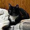 alert, animal, black_and_white, blanket, cat, companion, cozy, cute, domestic_cat, feline, fur, indoor, pet, relaxed, resting, soft_texture, striped_blanket, tuxedo_cat, whiskers, wooden_wall