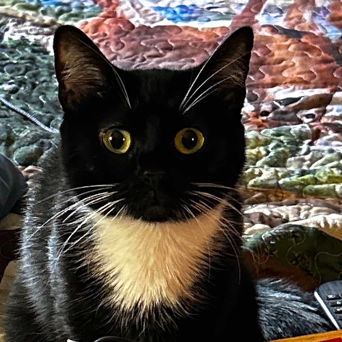 Mama Kitty
