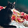 Mama Kitty joined the competition — help win amazing prizes! alert, animal, bed, bedroom, black_cat, blanket, cat, colorful_blanket, comfort, cozy, curled_tail, domestic_cat, feline, fur, green_wall, indoor, pet, resting, soft_light, whiskers