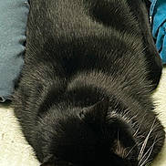 Mama Kitty is registered to the contest to win money with this photo: animal, black_cat, blanket, calm, cat, closeup, comfort, cozy, cute, domestic, feline, fur, indoor, pet, quiet, relaxation, resting, sleeping, soft, whiskers