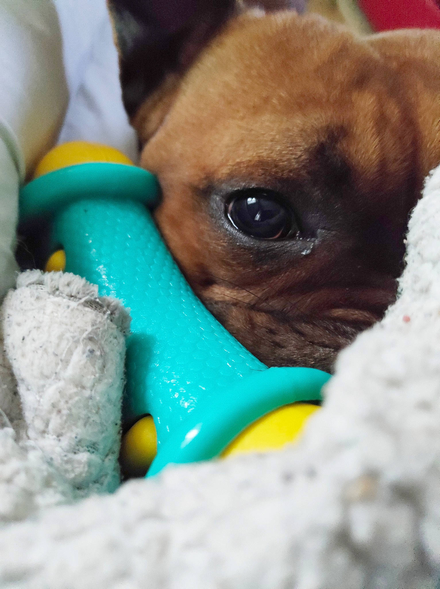 Rhéa a rejoint le concours — aidez-le/la à gagner de superbes lots ! canidae, carnivore, collar, comfort_food, companion_dog, dog, dog_breed, dog_supply, dog_toy, fawn, foot, fur, paw, puppy_love, small_animal_food, snout, sporting_group, toy_dog, whiskers, working_animal