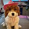 dog, puppy, toy_dog, fluffy, curly_fur, brown_and_white, pink_hat, cowboy_hat, sitting, pet, animal, portrait, indoors, living_room, television, furniture, houseplant, wooden_table, cute, costume