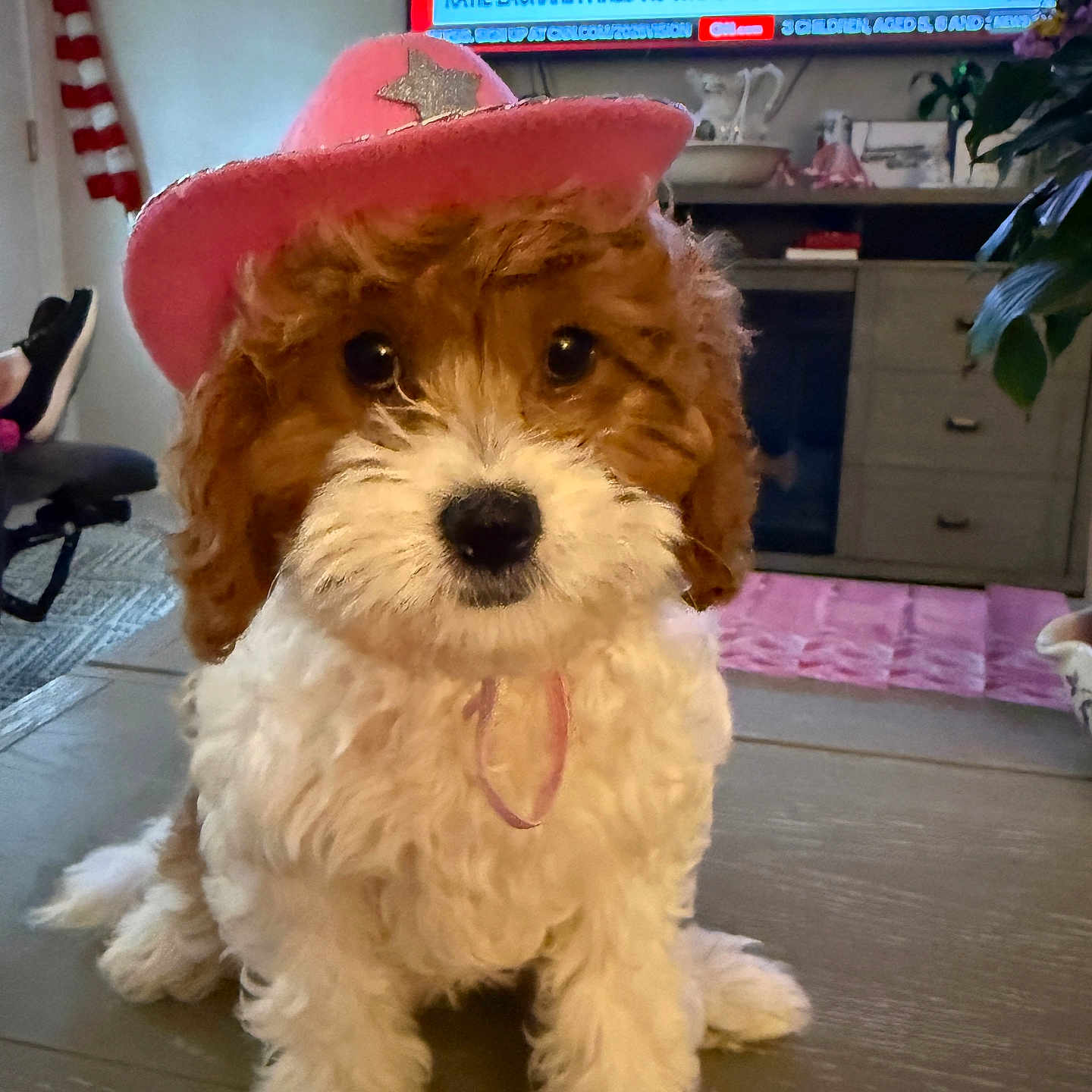 Cece joined the competition — help win amazing prizes! dog, puppy, toy_dog, fluffy, curly_fur, brown_and_white, pink_hat, cowboy_hat, sitting, pet, animal, portrait, indoors, living_room, television, furniture, houseplant, wooden_table, cute, costume