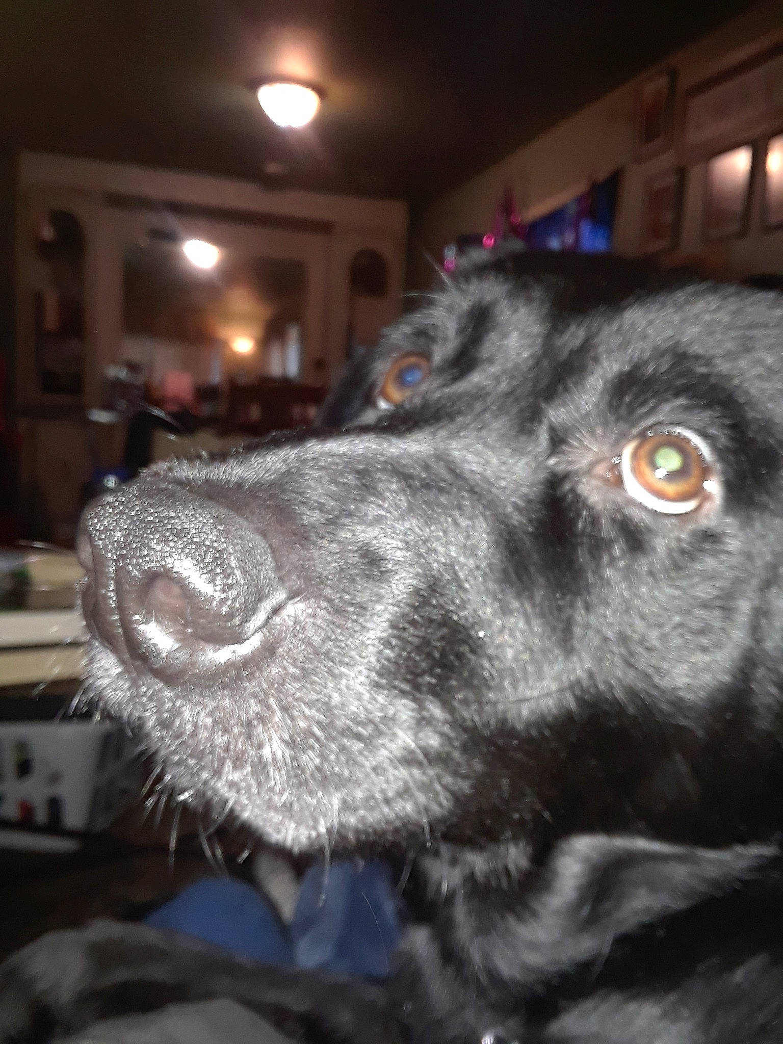 Rory joined the competition — help win amazing prizes! canidae, carnivore, dog, dog_breed, flat_coated_retriever, fur, labrador_retriever, nose, pointing_breed, retriever, snout, sporting_group