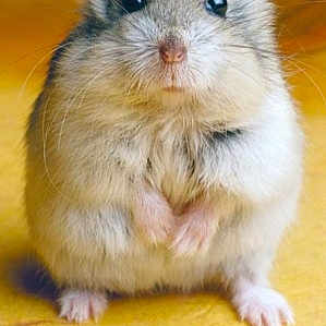 Hammy