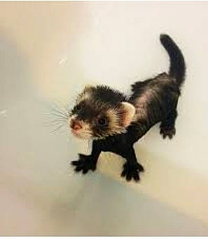 Axle is registered to the contest to win money with this photo: american_mink, carnivore, ferret, fur, mammal, marten, mink, mustelidae, mustelinae, polecat, tail, vertebrate