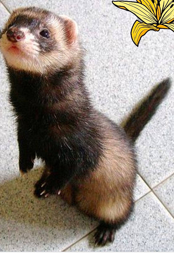 Axle joined the competition — help win amazing prizes! american_mink, black_footed_ferret, carnivore, claw, fawn, ferret, fisher, fur, mammal, marten, mink, mustelidae, mustelinae, polecat, sea_otter, tail, vertebrate, weasel, whiskers, wildlife
