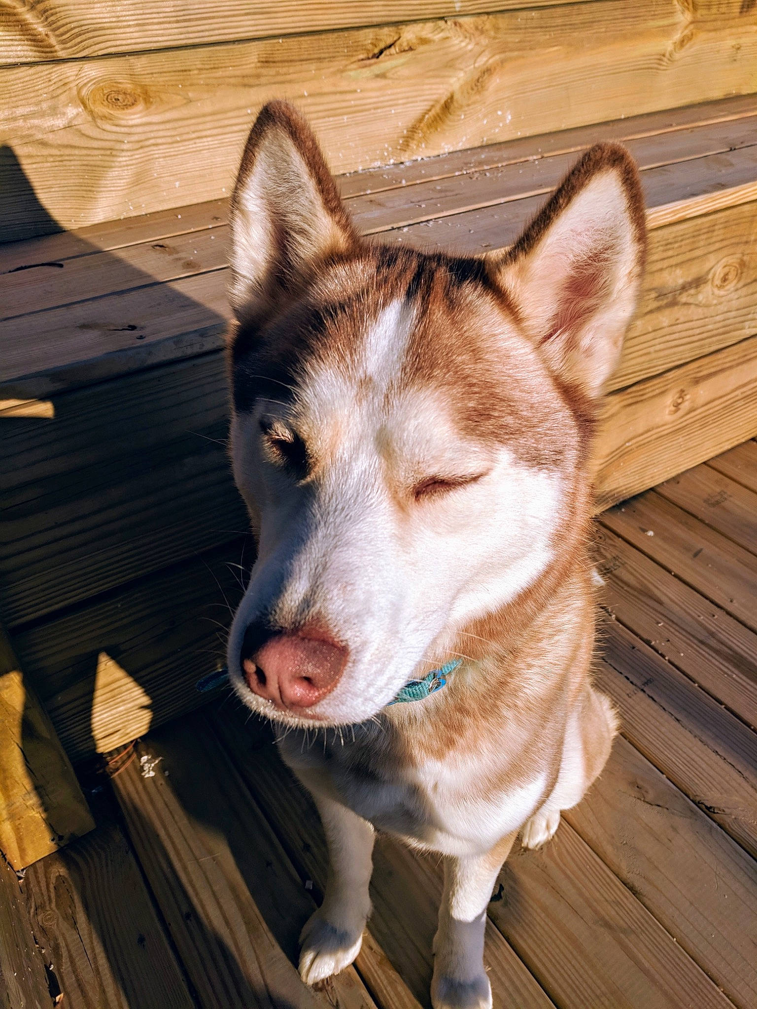 Arbor joined the competition — help win amazing prizes! alaskan_malamute, canaan_dog, canidae, canis, carnivore, dog, dog_breed, east_siberian_laika, mammal, native_american_indian_dog, northern_inuit_dog, saarloos_wolfdog, sakhalin_husky, seppala_siberian_sleddog, siberian_husky, sled_dog, snout, tamaskan_dog, vertebrate, wolfdog