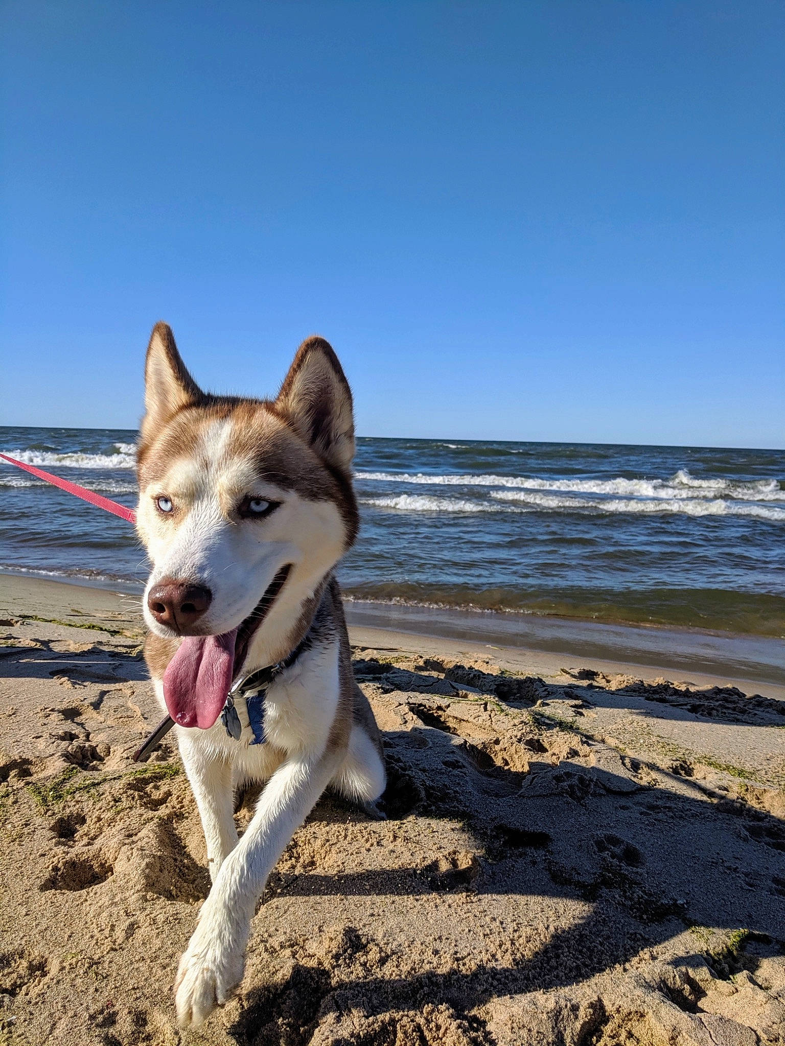 Arbor is registered to the contest to win money with this photo: alaskan_malamute, beach, canidae, carnivore, czechoslovakian_wolfdog, dog, dog_breed, east_siberian_laika, greenland_dog, mammal, native_american_indian_dog, northern_inuit_dog, saarloos_wolfdog, sakhalin_husky, seppala_siberian_sleddog, siberian_husky, sled_dog, tamaskan_dog, vertebrate, wolfdog