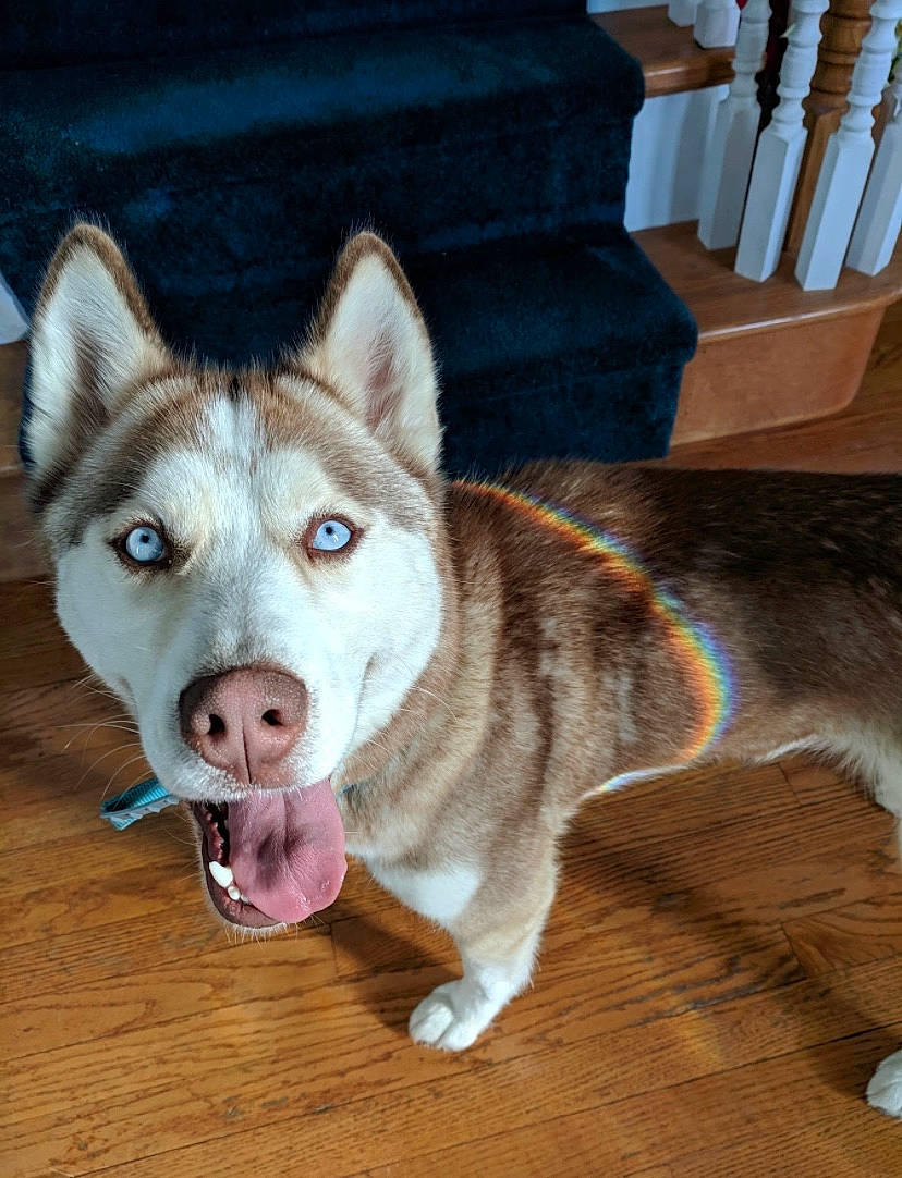 Arbor joined the competition — help win amazing prizes! alaskan_malamute, canadian_eskimo_dog, canidae, carnivore, dog, dog_breed, east_siberian_laika, greenland_dog, mammal, native_american_indian_dog, northern_inuit_dog, saarloos_wolfdog, sakhalin_husky, seppala_siberian_sleddog, siberian_husky, sled_dog, tamaskan_dog, vertebrate, west_siberian_laika, wolfdog