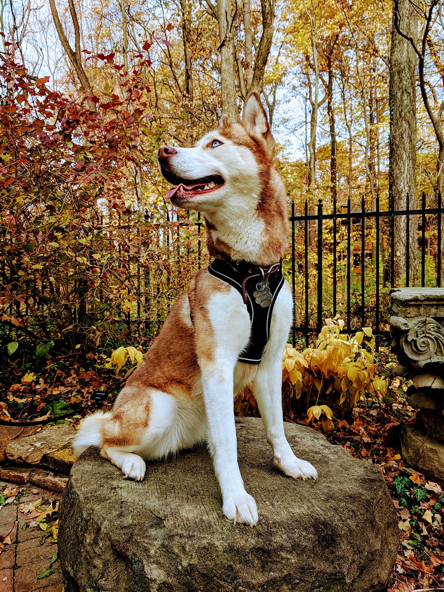 Arbor is registered to the contest to win money with this photo: ancient_dog_breeds, autumn, canidae, carnivore, companion_dog, dog, dog_breed, fawn, hunting_dog, ibizan_hound, leaf, mammal, norwegian_lundehund, plant, siberian_husky, sporting_group, tail, tree, vertebrate